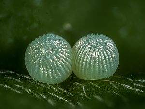 Heliothis viriplaca Ei