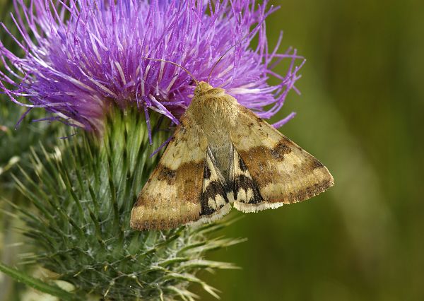 Heliothis viriplaca