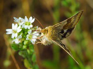 Heliothis viriplaca