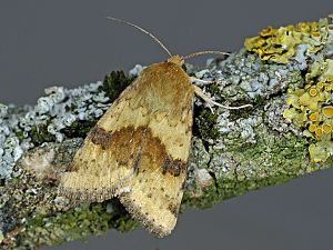 Heliothis viriplaca