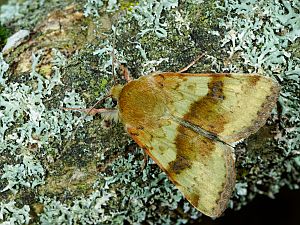 Heliothis viriplaca