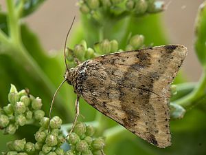 Heliothis viriplaca