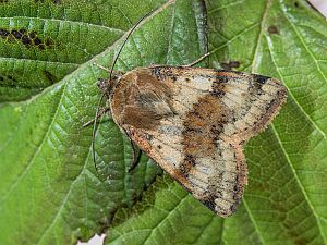 Heliothis viriplaca