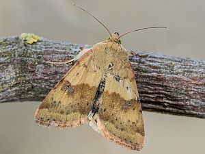 Heliothis viriplaca