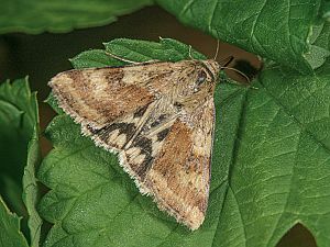 Heliothis viriplaca