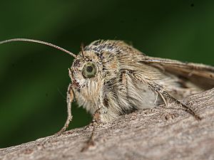 Heliothis viriplaca