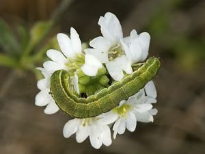 Heliothis viriplaca Raupe