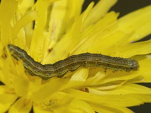 Heliothis viriplaca Raupe