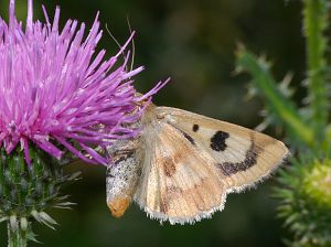 Heliothis viriplaca