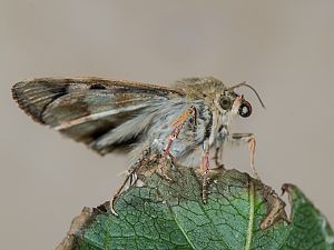 Heliothis viriplaca