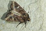 Helotropha leucostigma