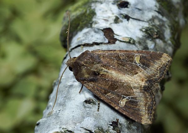 Helotropha leucostigma