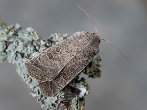 Hoplodrina ambigua