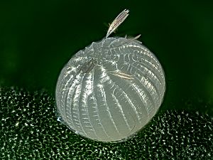 Hoplodrina octogenaria