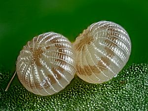 Hoplodrina octogenaria