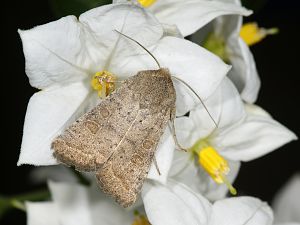 Hoplodrina octogenaria