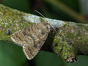 Hoplodrina octogenaria