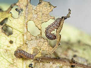 Hoplodrina octogenaria