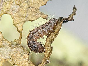 Hoplodrina octogenaria