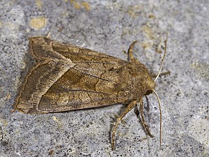 Hydraecia micacea