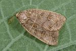 Ipimorpha subtusa