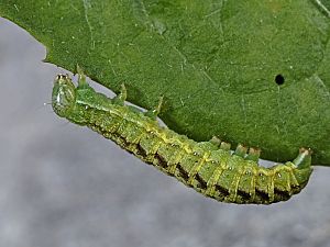 Lacanobia contigua Raupe