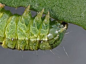 Lacanobia contigua Raupe