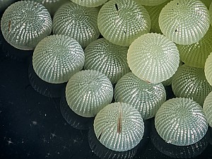 Lacanobia oleracea