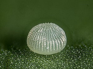 Lacanobia oleracea