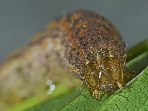 Lacanobia thalassina