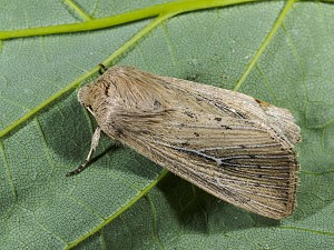 Leucania obsoleta