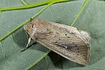 Leucania obsoleta