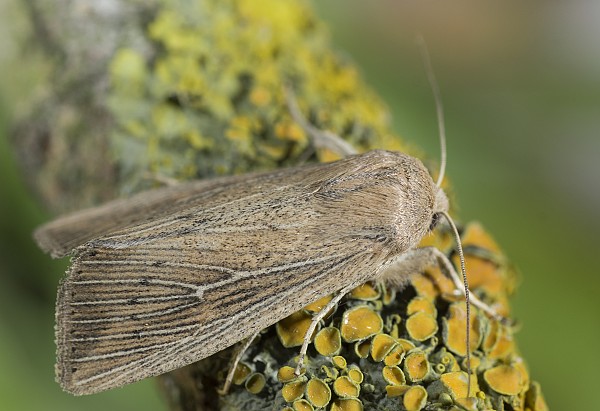 Leucania obsoleta