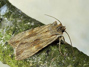 Lithophane socia