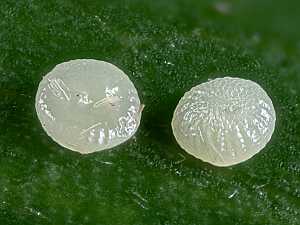 Luperina testacea
