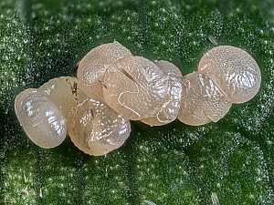 Luperina testacea