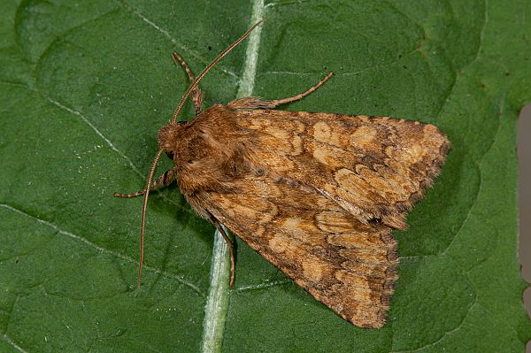 Luteohadena luteago