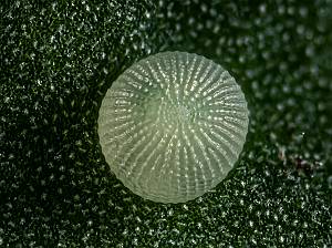 Macdunnoughia confusa