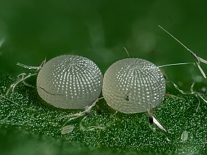 Macdunnoughia confusa