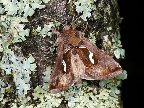 Macdunnoughia confusa