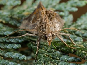 Macdunnoughia confusa