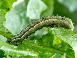 Macdunnoughia confusa