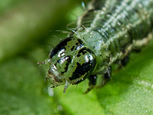 Macdunnoughia confusa