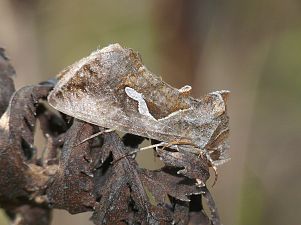 Macdunnoughia confusa