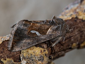 Macdunnoughia confusa