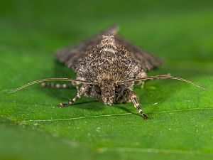 Mamestra brassicae