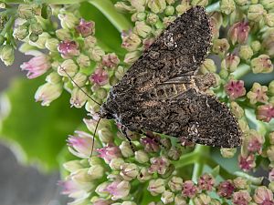 Mamestra brassicae