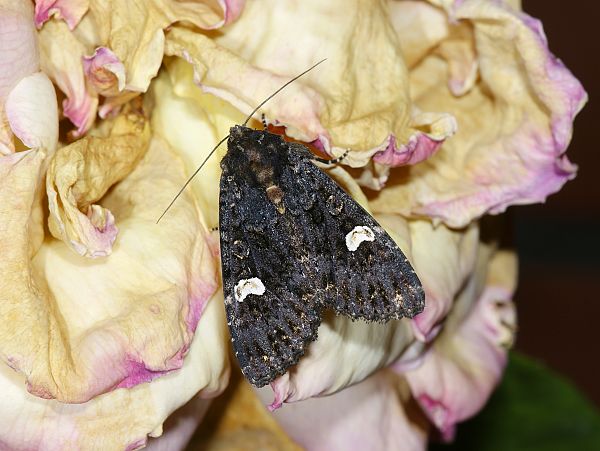 Melanchra persicariae