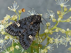 Melanchra persicariae