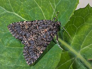 Melanchra persicariae